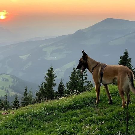 Urlaub Mit Hund Im Salzburger Land Apartment Wegscheid Екстериор снимка