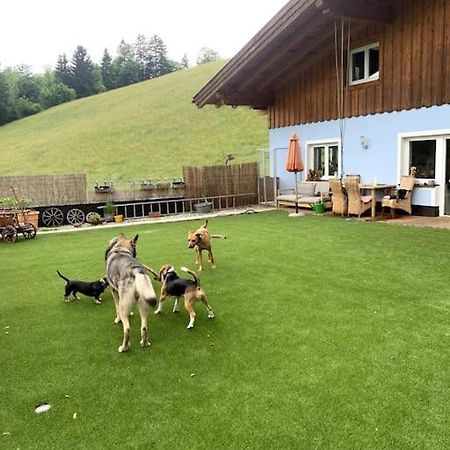 Urlaub Mit Hund Im Salzburger Land Apartment Wegscheid Екстериор снимка