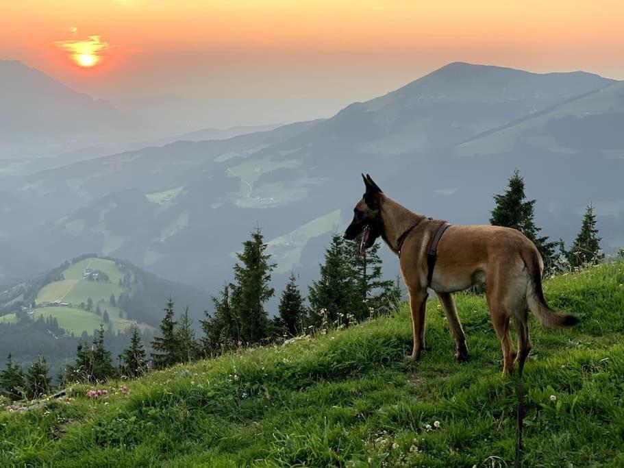Urlaub Mit Hund Im Salzburger Land Apartment Wegscheid Екстериор снимка
